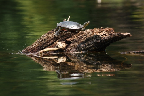 Turtle sunning himself on a log