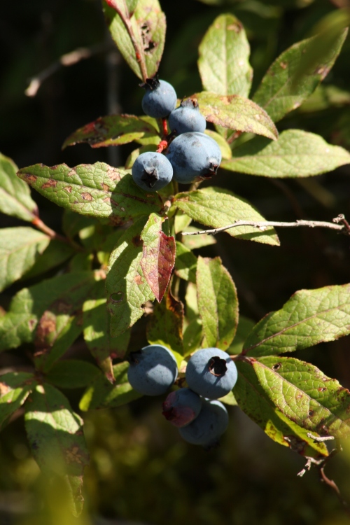 Real blueberries