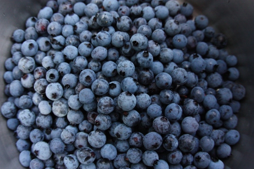 Blueberries by the bucket load!