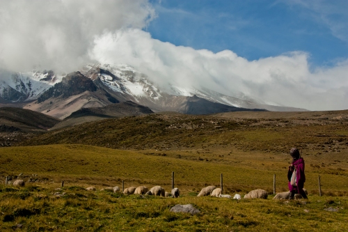 A sheep herder watches after her flock on the flanks of Chimborazo